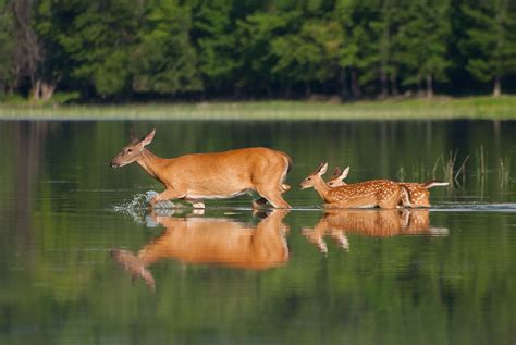 Whitetail Deer And Twin Fawns Whitetail Deer Deer Animals Wild