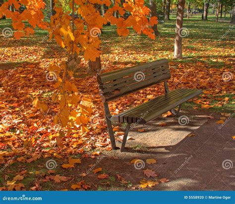 Park Bench In Autumn Leaves Stock Photo Image Of Vivid Fall 5558920