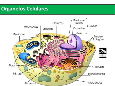 oraganelos celulares caracteristica y funcion organelos celulares funciones y caracteristicas