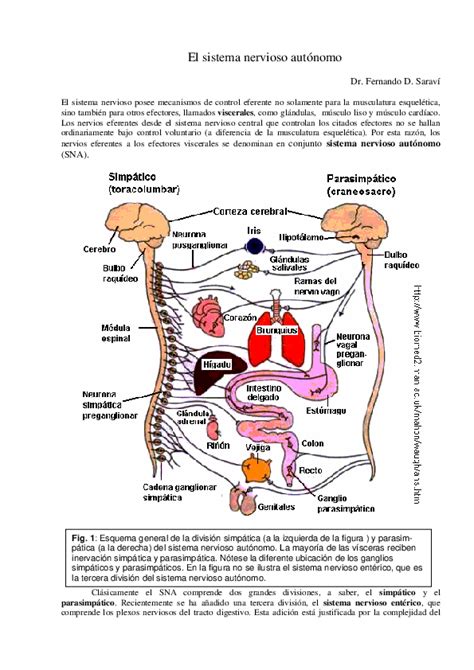 (PDF) El sistema nervioso autónomo | Deivid Ruiz Edm - Academia.edu