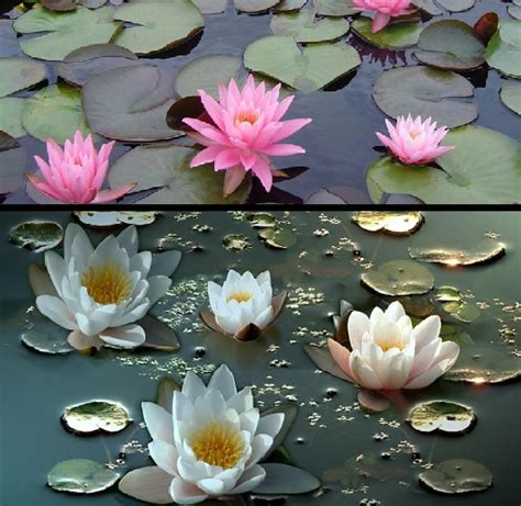 Musings From The Marsh The Lotus And The Water Lily
