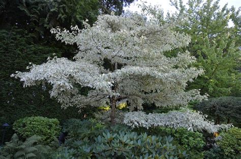 Perfect for privacy garden trees include ornamental pear (pyrus calleyrana) seen in the photo below. Giant dogwood (Cornus controversa) is a medium-sized deciduous tree that grows to 35 to 40 feet ...