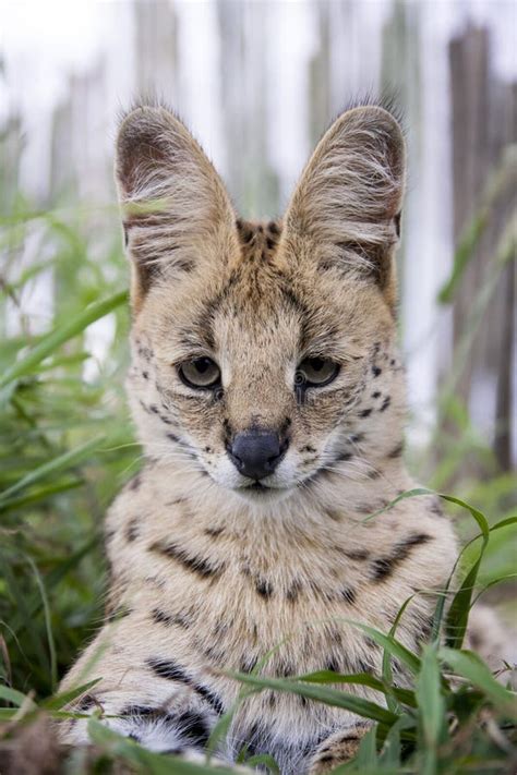 Serval And Caracal Cat Stock Photo Image Of Life Pretty 88906428