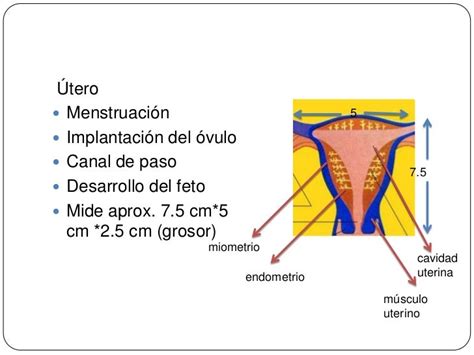 Desarrollo Embrionario Del Sistema Reproductor Femenino Kulturaupice