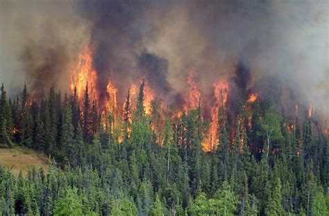 Incendios Forestales Se Duplicaron En Todo El Mundo En 20 Años