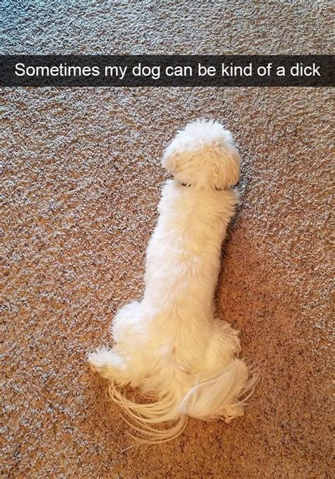 25 Of The Best Good Doggo Snaps We Could Find Dog Snapchats Funny