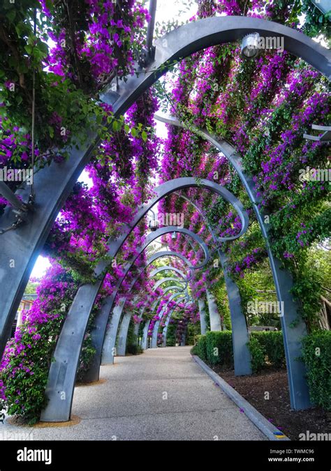 Walkway Arches Covered With Bougainvillea Flowers In South Bank Grand