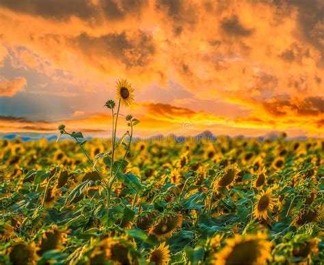 Lone Sunflower On Sunset Background Stock Photo Image Of Sunflowers