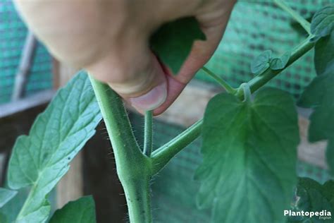How To Properly Prune Tomato Plants Important Tips Plantopedia