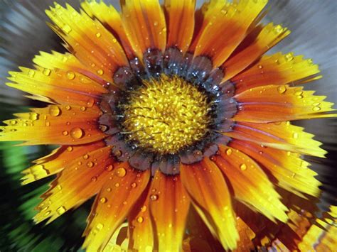 Check spelling or type a new query. Gardening and Flowers: Yellow and Orange Daisy Flower