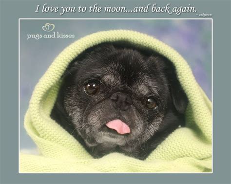 Love This Little Puggy Pugs Cute Pugs Pugs And Kisses