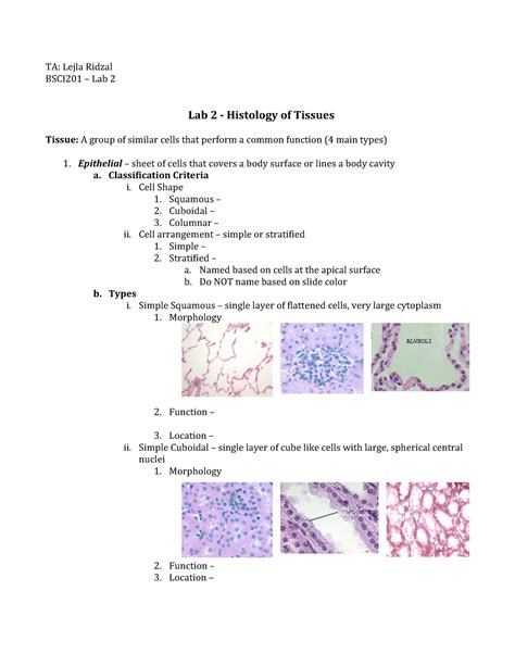 Lab 2 Review Sheet Histology Of Tissues Ta Lejla Ridzal Bsci201
