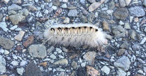 Venomous White Hickory Tussock Caterpillar Spotted In Pennsylvania