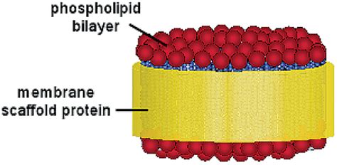 Self Assembly Of Discoidal Phospholipid Bilayer Nanoparticles With