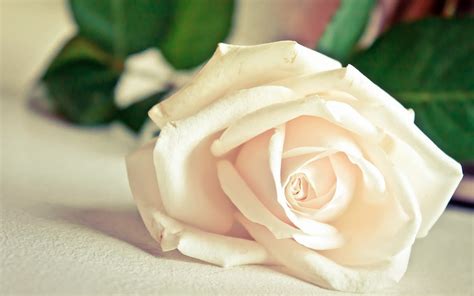 Free Download New White Rose Flowers Wallpapers Entertainment Only