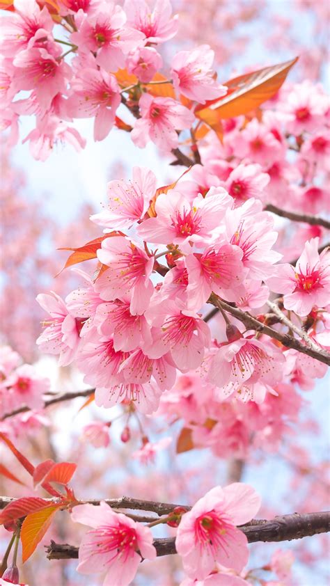 2160x3840 Cherry Blossom Tree Branches 4k Sony Xperia Xxzz5 Premium