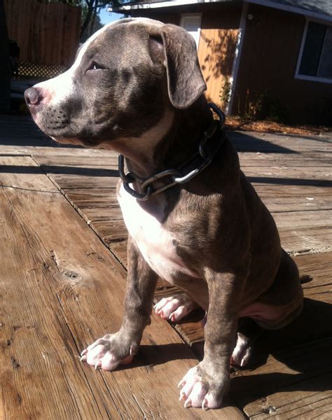 Top Facts You Should Know About The Blue Nose Pitbull