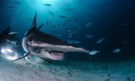 Great Hammerhead Shark Pictures Az Animals