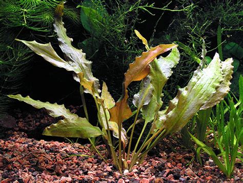 Cryptocoryne wendtii green adalah salah satu tanaman cryptocoryne yang paling populer dan umum ditemui di kalangan hobiis. Cryptocoryne wendtii "green"