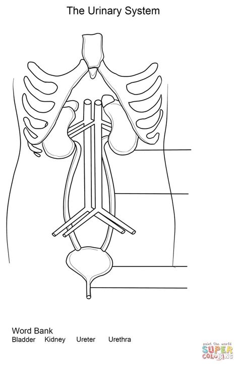 Urinary System Worksheet Coloring Page From Anatomy Category Select