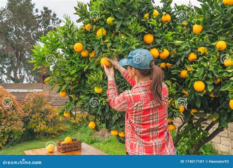 在花园里从橙树里采橘子的女人 库存图片 图片 包括有 果子 可口 叶子 食物 收获 本质 自治权 174017181