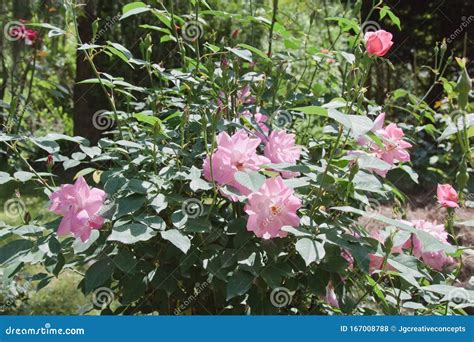 Old Blush Climbing Rose Flowers Stock Photo Image Of Real Delicate