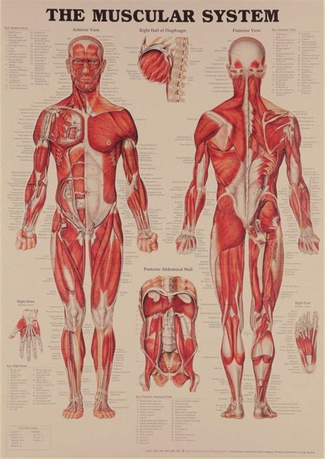 Human Body Structure Anatomy Chart Pop Poster Decorative Painting Core Kraft Paper Vintage