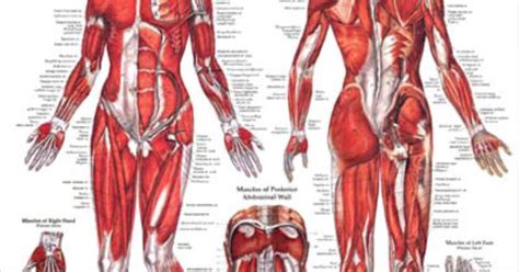Muscular System Female Anatomy Poster Muscular System