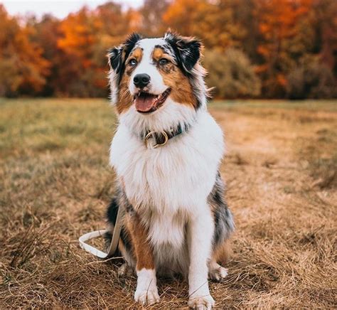 14 Interesting Facts About Australian Shepherds You Probably Didn T