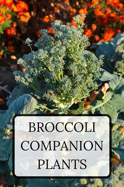 Broccoli Companion Plants · Nourish And Nestle