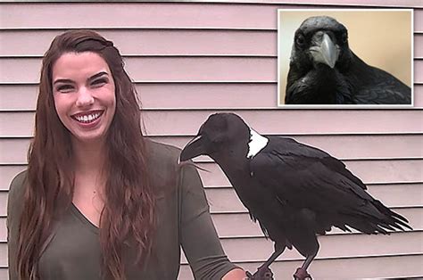 Viewers Shocked As Woman Proves Ravens Can Talk To Humans Daily Star