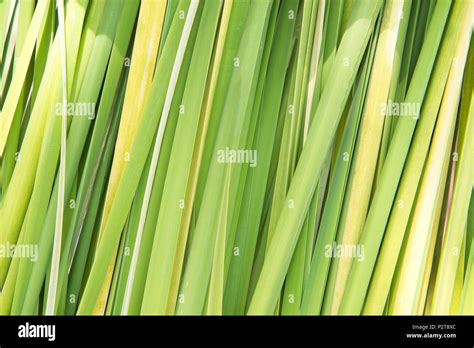 Green Reed Leaves Background Stock Photo Alamy