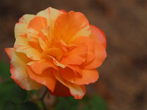 Tropical Sunset — Eumundi Roses