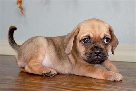 Puggle Puppies For Sale Houston Tx 102906 Petzlover