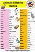 Animals Babies Names, Animals and Their Young Ones, Definition and ...