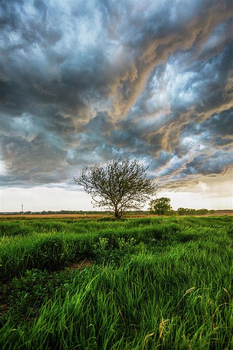 Stormy Day On The Plains Tree Under Stormy Sky On Spring Day In