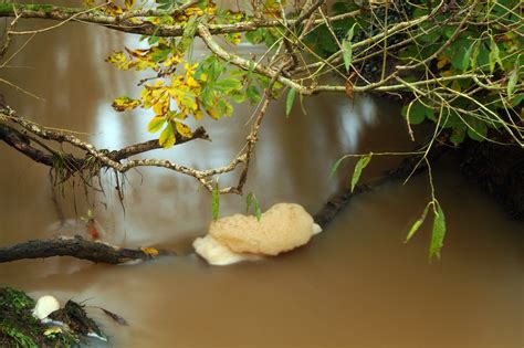 Free Images Tree Water Nature Branch Plant Sunlight Leaf Fall