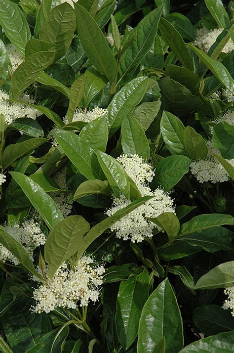 Brandywine Viburnum Viburnum Nudum Bulk In Columbus Dublin