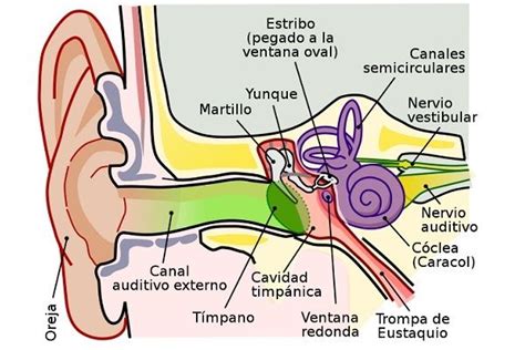 Sentido Del Oído Para Qué Sirve Partes Cómo Funciona Inner Ear