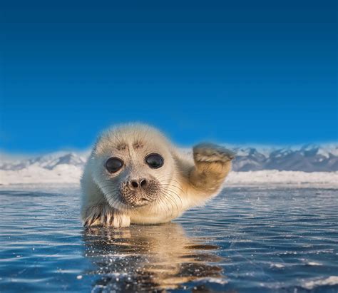 Nerpa Or The Baikal Seals Environment Friendly Mascot Of The Icw Token