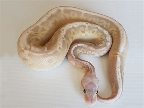 Banana Black Pastel Super Pastel Morph List World Of Ball Pythons