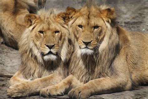 Two Male Lions Were Mating In A Wildlife Park And The Photo Has Gone