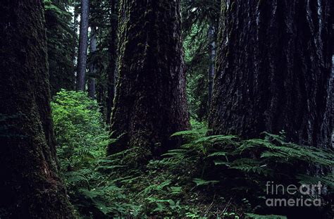Old Growth Forest Mount Rainier National Park Washington State U