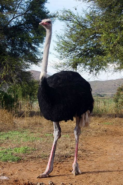 Safari Ostrich Farm Zimbabwe Blue Ostrich Oudtshoorn Western Cape East