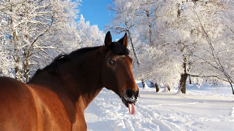 Cool Horse Backgrounds 57 Images