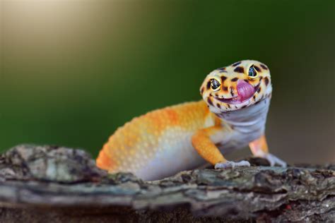 Care Sheet For A Gecko Lizard Impressive Nature