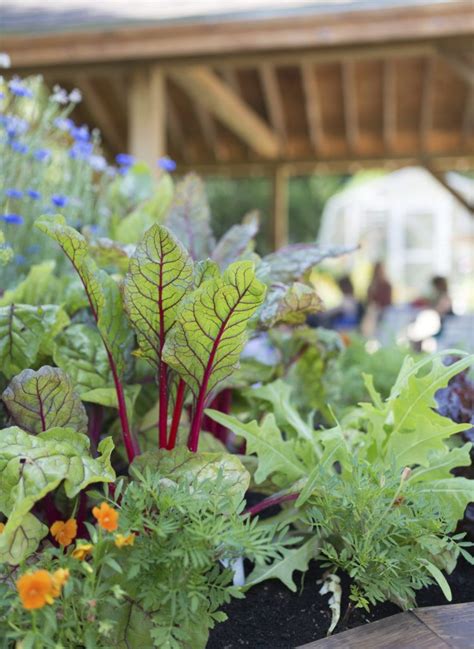 Teaching Living Naturally Through A Schools Therapy Garden In 2020