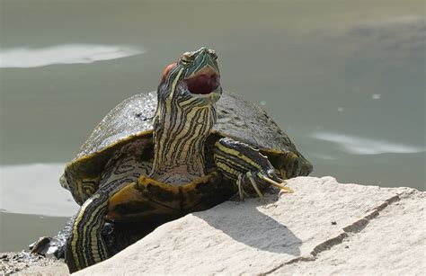 Nepal 2018 Wildlife Turtle A Laughing Turtle Bob Flickr