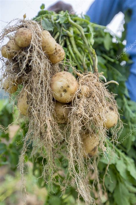 Roots Full Potatoes Are Showing A Worker At Thakurgong Bangladesh