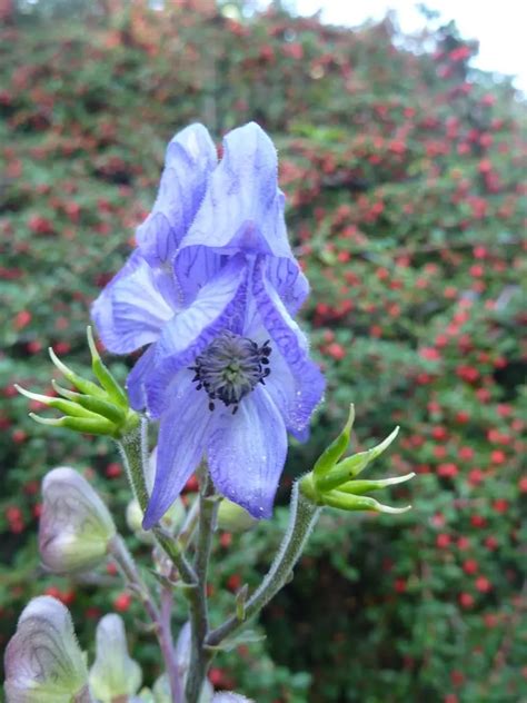 Wolfsbane Aconitum Flower Meaning Symbolism And Uses A To Z Flowers